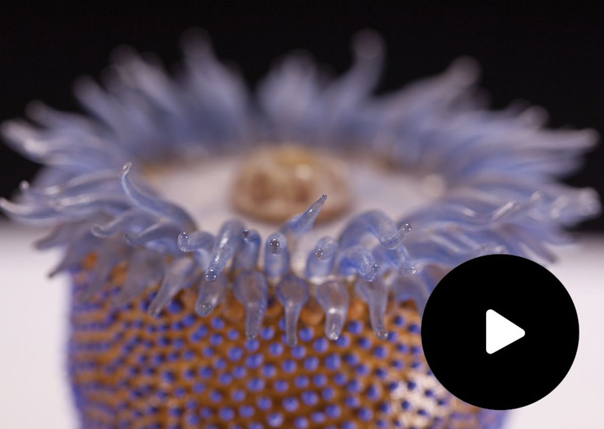 Glass-blown and sculpted model of the sea anemone (<em >Phymactis florida</em>)