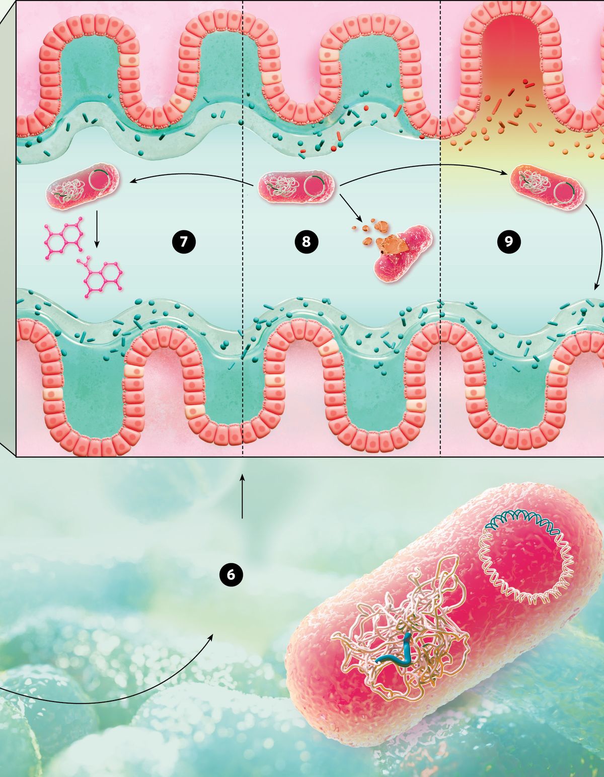 A genetically manipulated bacterium is shown. Three effects of the engineered microbe in the gut are shown.