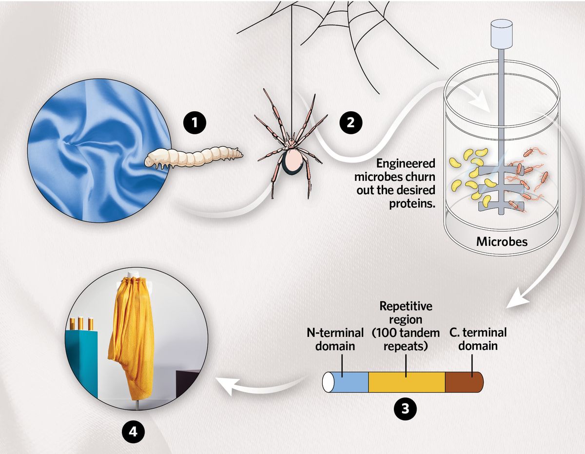 Infographic showing how recombinant proteins usher in an era of sustainable fashion.