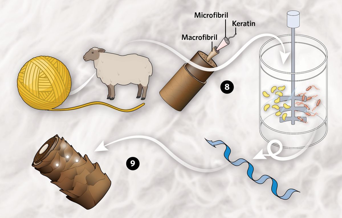 Infographic showing how recombinant proteins usher in an era of sustainable fashion