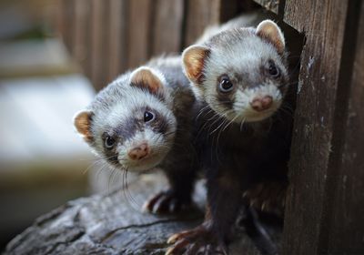 Two ferrets look out of a rectangular hole in a wooden structure.