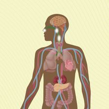 Illustration showing the bodily systems affected by Long COVID 