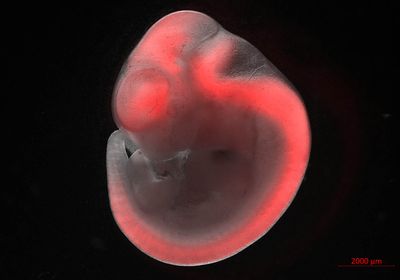 A microscopy image of a mouse embryo expressing the red fluorescent protein mCherry in the central nervous system.