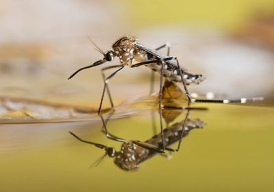 Photograph of a black and white mosquito standing on a water surface, where its reflection is visible.