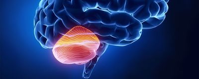 The image shows a rendering of a human brain viewed from a lateral perspective with the cerebellum, highlighted in yellow and orange, is situated at the bottom part of the brain where the cerebrum connects with the brainstem.