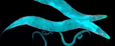 Fluorescent microscopy image of two adult C. elegans and several offspring.