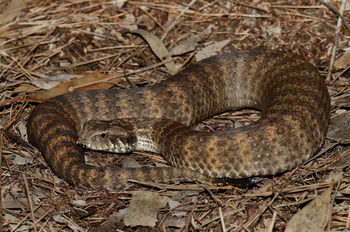 a snake in a pike of leaves