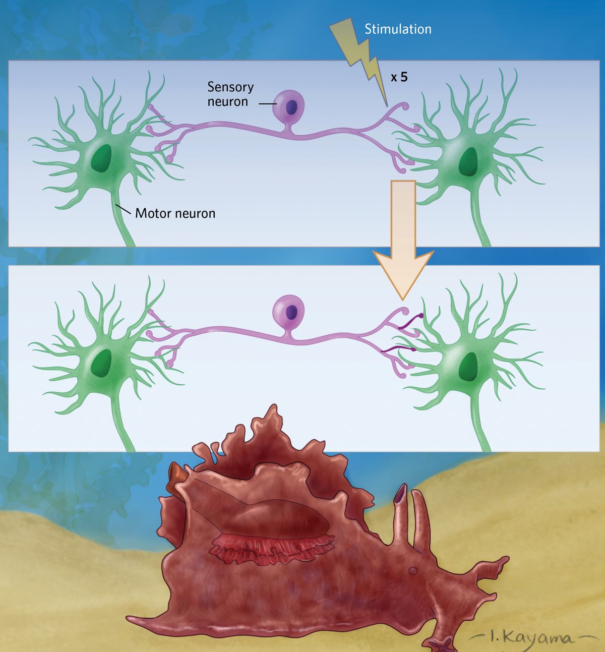 Infographic showing the selective strengthening of synapses that received stimulation. 