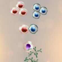 Understanding Hybridoma Technology for Monoclonal Antibody Production