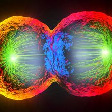 A multicolored illustration of a cell undergoing division.