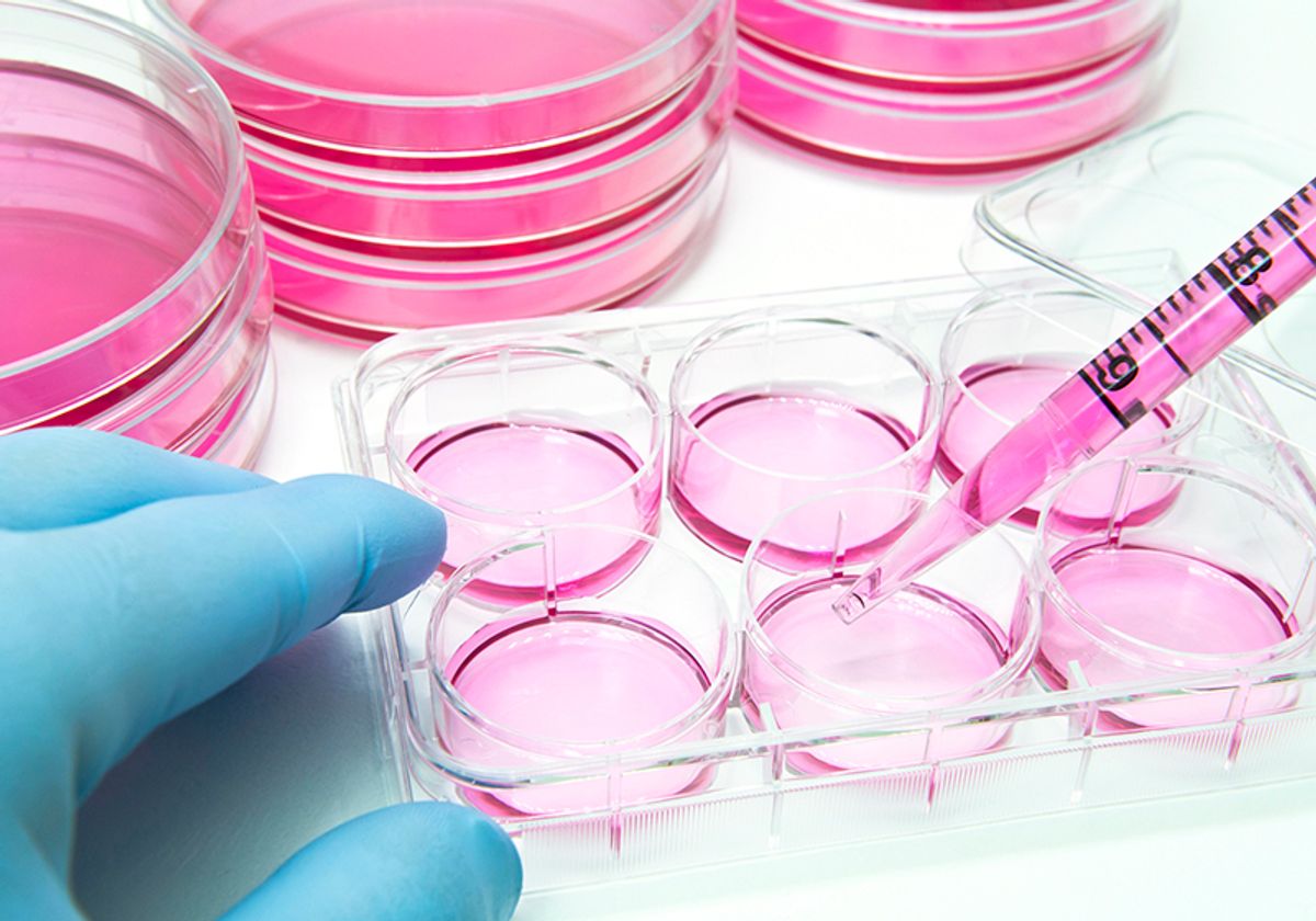 A researcher measuring cell culture media into a 6-well dish.