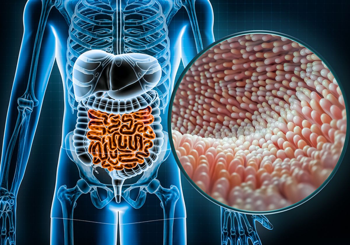 3D rendered illustration of the human gastrointestinal tract with an inset close up of the epithelium.