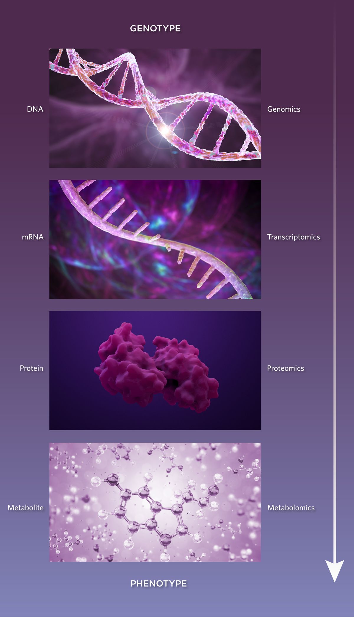 A graphic representation of the flow of biological information from genotype to phenotype through DNA (genomics), mRNA (transcriptomics), proteins (proteomics), and metabolites (metabolomics).