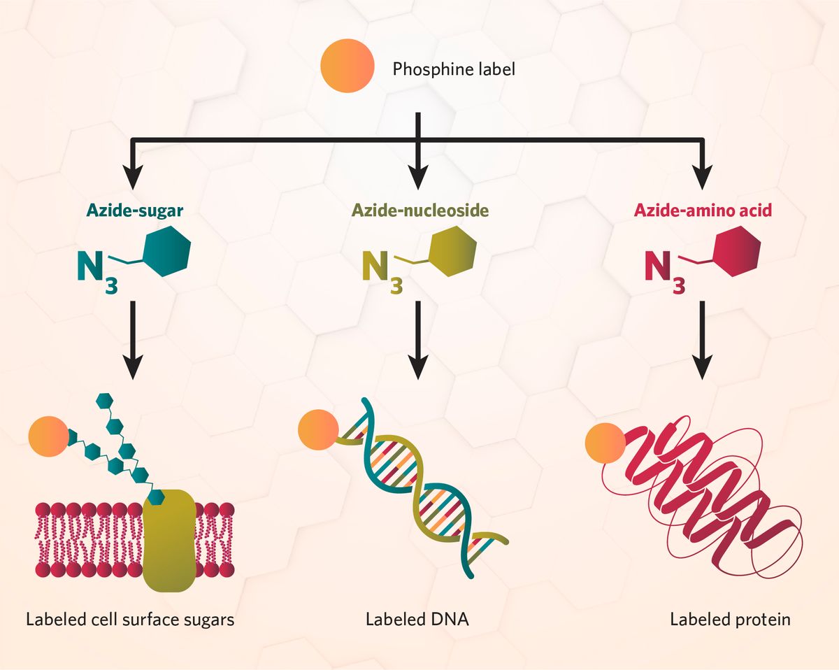 The Staudinger ligation can be used to label biomolecules by pairing a phosphine-conjugated label with an azide-functionalized building block, such as a sugar, nucleoside, or amino acid.