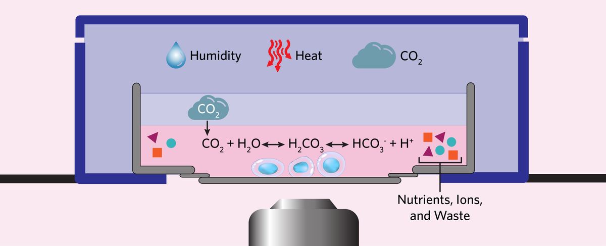 Illustration of a common set-up for live cell imaging, where researchers place a glass-bottom imaging dish containing cells and culture medium into a stage-top incubator inserted within the stage of an inverted microscope. Also pictured are examples of the environmental conditions that scientists must maintain during live cell imaging: temperature, pH, and osmolarity. 