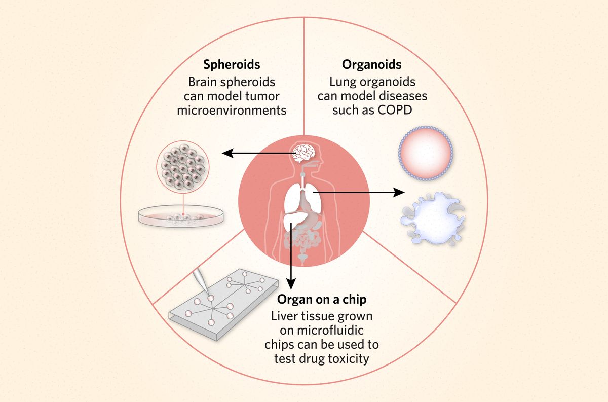 Schematic illustrating three examples of 3D cell cultures and their applications: Brain spheroid can model tumor microenvironments; lung organoids can model disease such as COPD; and liver tissue grown on microfluidic chips can be used to test drug toxicity.