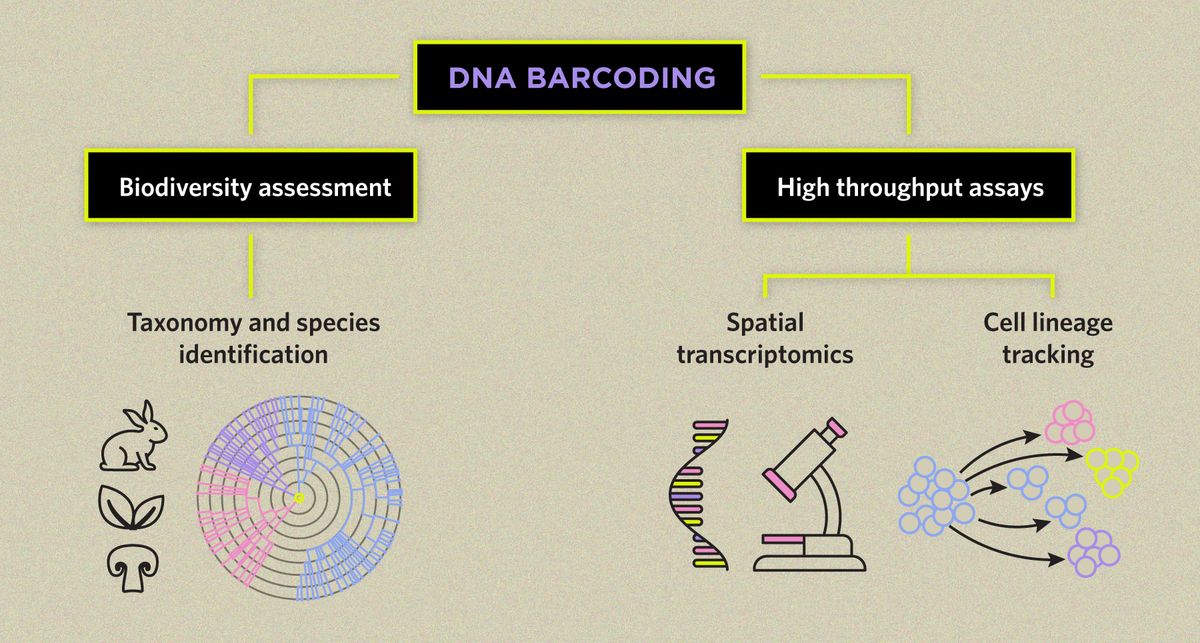 Flow chart illustrating different DNA barcoding applications: taxonomy and species identification fall under biodiversity assessment applications; spatial transcriptomics and cell lineage tracking fall under high throughput DNA barcoding assays.