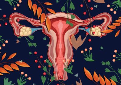 An artistic illustration of the female reproductive system.