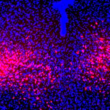 A blue microscopy image of mouse brain cells, with dorsal raphe neurons shown in red.