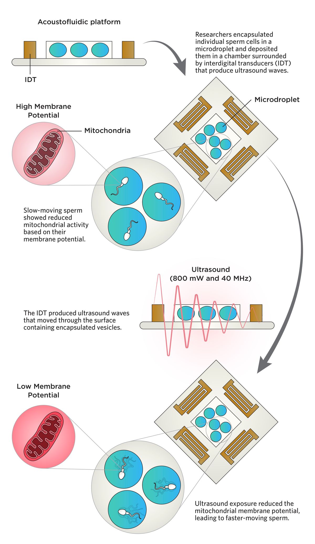 An infographic showing how ultrasound waves improved motility in sperm.