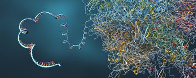 mRNA molecule is manufactured from a ribosome.