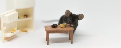 A mouse stands behind a toy table with two pieces of food on it.