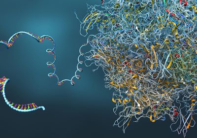 mRNA molecule is manufactured from a ribosome.&nbsp;