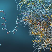 mRNA molecule is manufactured from a ribosome.&nbsp;