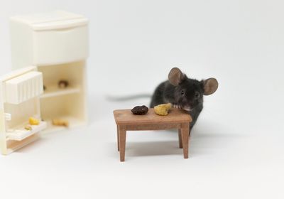 A mouse stands behind a toy table with two pieces of food on it.