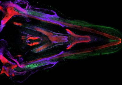 The image shows a dorsal view of a whole mount embryonic chick mandible (lower jaw).