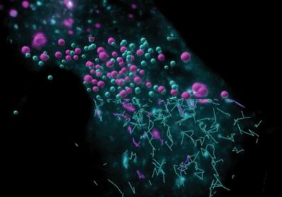 A composite image showing raw capture of endosomes using lattice light sheet microscopy, represented by teal and purple spheres, and detection and tracking of endosomal movement, represented by teal and purple lines.&nbsp;