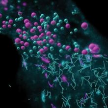 A composite image showing raw capture of endosomes using lattice light sheet microscopy, represented by teal and purple spheres, and detection and tracking of endosomal movement, represented by teal and purple lines.&nbsp;