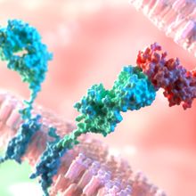 Chimeric antigen receptor binds to a membrane surface protein on a cancer cell