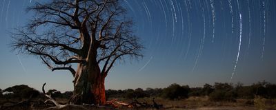 Image of a Baobab tree with star trails overhead.