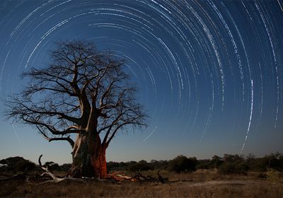 Image of a Baobab tree with star trails overhead.