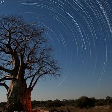 Image of a Baobab tree with star trails overhead.