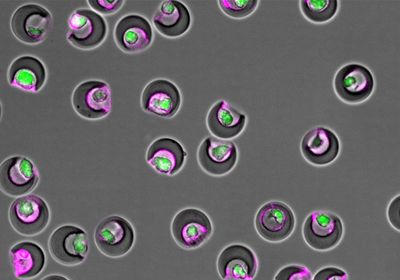 A micrograph shows grey sickle-shaped nanovials containing single, fluorescent green mesenchymal stem cells. Some of the cells have secreted high levels of magenta-colored extracellular vesicles.