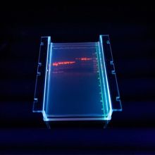 Researcher in DNA laboratory: agarose sequencing gel results