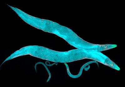 Fluorescent microscopy image of two adult&nbsp;<em >C. elegans</em> and several offspring.