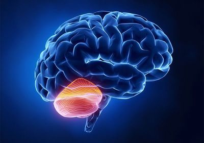 The image shows a rendering of a human brain viewed from a lateral perspective with the cerebellum, highlighted in yellow and orange, is situated at the bottom part of the brain where the cerebrum connects with the brainstem.&nbsp;