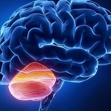 The image shows a rendering of a human brain viewed from a lateral perspective with the cerebellum, highlighted in yellow and orange, is situated at the bottom part of the brain where the cerebrum connects with the brainstem.&nbsp;