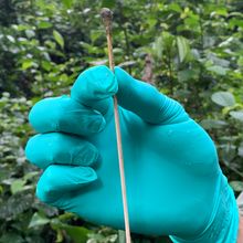 A blue gloved hand holding a long, brown cotton swab with a dirty tip.&nbsp;