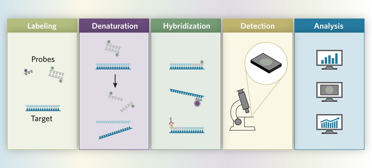 Steps in an ISH workflow: probe labeling, denaturation, hybridization, detection, and analysis.