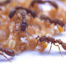 Brown-red ants climb over a pile of white translucent larvae and orange pupae. Some use their mandibles to position the larvae.