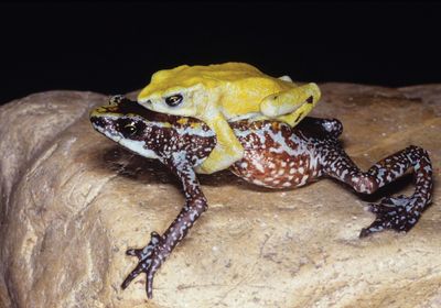 A male and female Chiriqui harlequin frog (<em>Atelopus chiriquiensis</em>) photographed in 2010. The species was declared extinct in 2019.