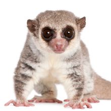 Small brown and white fat-tailed dwarf lemur on a white background.