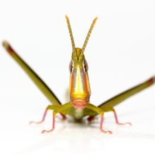 front view of a green grasshopper with a white and orange face.