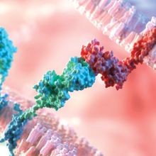 3D Rendering of Molecular Interaction in CAR Chimeric Antigen Receptor