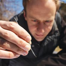 A close up of a tick held in a pair of forceps, with Kevin Esvelt&rsquo;s face out of focus in the background.