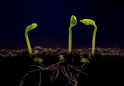 Soybeans growing against a black background.